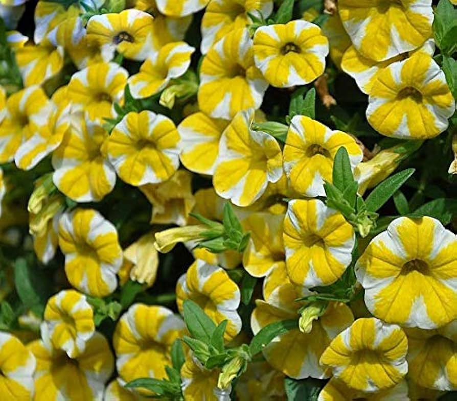 Yellow Calibrachoa Flower seeds for Planting Garden Favorite Heirloom & GMO Free Seeds for Home Garden 
 
 Sale