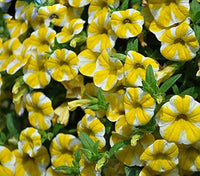 Yellow Calibrachoa Flower seeds for Planting Garden Favorite Heirloom & GMO Free Seeds for Home Garden 
 
 Sale
