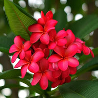 Red Frangipani Flower seeds for Planting - Perfect for Borders, Heirloom & GMO Free Seeds for Home Garden