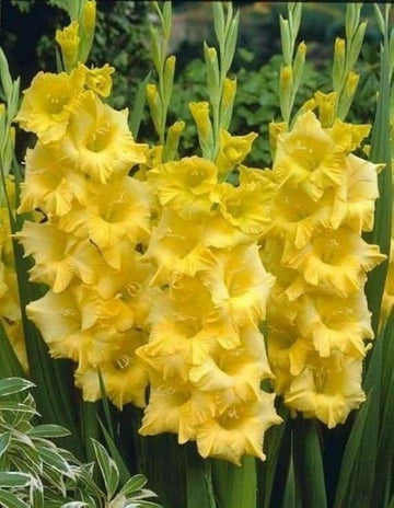 Light Yellow Gladiolus Flower Seeds for Planting Drought Tolerant Heirloom & GMO Free Seeds for Home Garden
 
 Sale