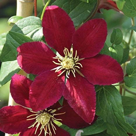 Light Red Clematis Flower seeds for Planting Bright Blooms Heirloom & GMO Free Seeds for Home Garden