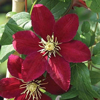 Light Red Clematis Flower seeds for Planting Bright Blooms Heirloom & GMO Free Seeds for Home Garden
