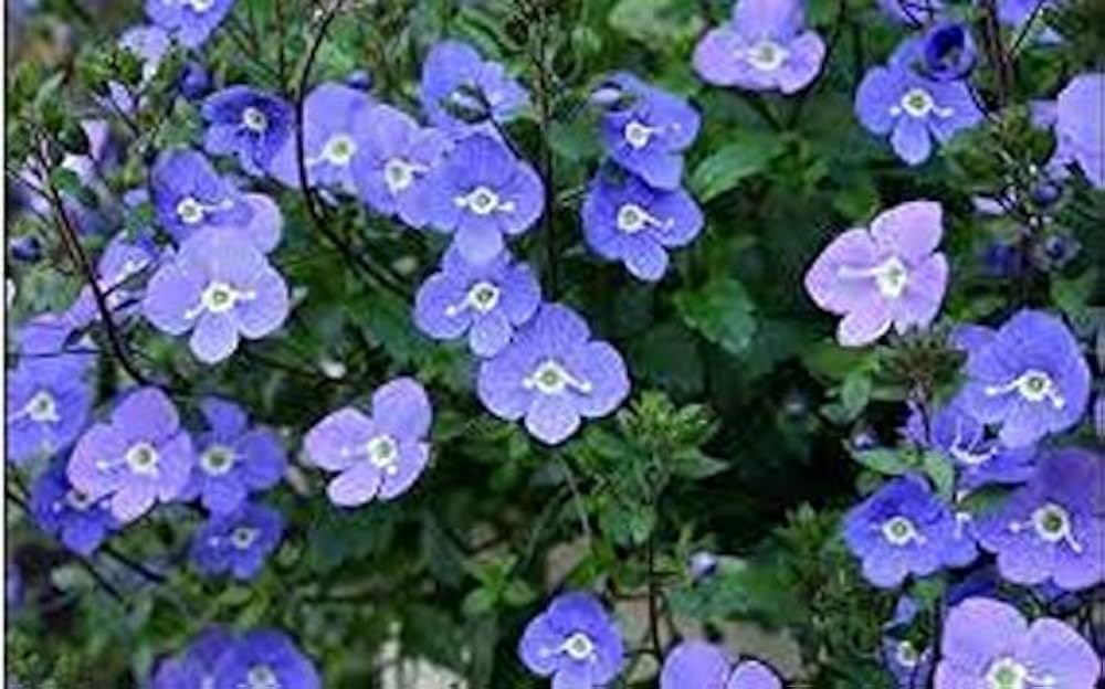 Veronica Repens Creeping Speedwell Seeds for Planting Ground Cover Lawn