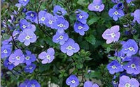 Veronica Repens Creeping Speedwell Seeds for Planting Ground Cover Lawn