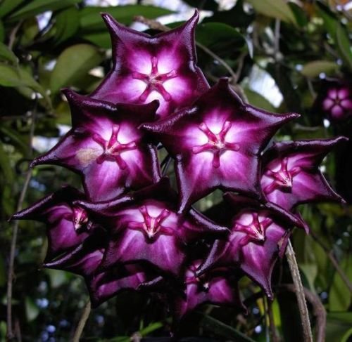 Purple White Hoya Carnosa Flower Seeds for Planting Wildflower Mix Heirloom & GMO Free Seeds for Home Garden
 
 Sale