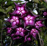 Purple White Hoya Carnosa Flower Seeds for Planting Wildflower Mix Heirloom & GMO Free Seeds for Home Garden
 
 Sale