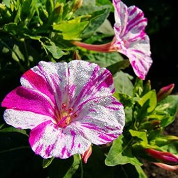 Pink White Mirabilis Flower Seeds for Planting – Heirloom NonGMO Organic Garden Seeds with High Germination
 
 Sale