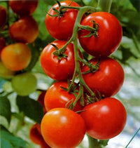 Matina Tomato Seeds Solanum lycopersicum for Planting in Vegetable Patch and Balcony Garden