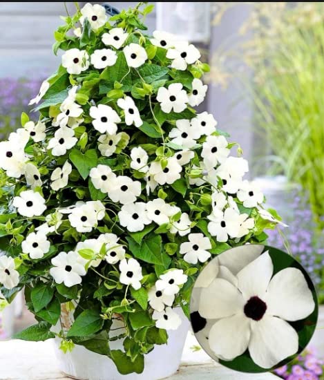 White Thunbergia Flower seeds for Planting - Bright Blooms, Heirloom & GMO Free Seeds for Home Garden