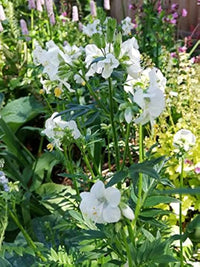 White Jacob’s Ladder Polemonium caeruleum Seeds for Planting perennial border alpine bed