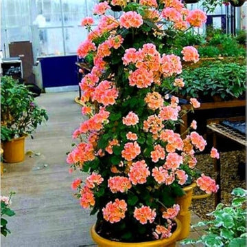 Orange Climbing Geranium Seeds for Planting, Heirloom Non-GMO Flowers for Home Garden