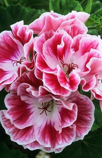 Dark Pink White Geranium Flower Seeds for Planting Seasonal Bloomer Heirloom & GMO Free Seeds for Home Garden
 
 Sale