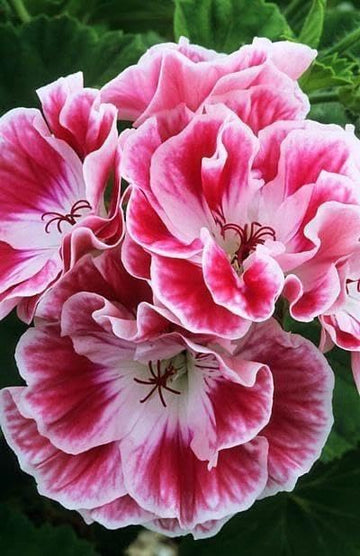 Dark Pink White Geranium Flower Seeds for Planting Seasonal Bloomer Heirloom & GMO Free Seeds for Home Garden
 
 Sale