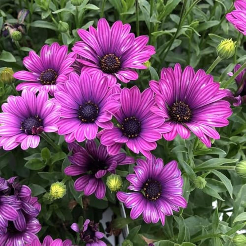 Violet Daisy Flower seeds for Planting - Sun Loving, Heirloom & GMO Free Seeds for Home Garden
