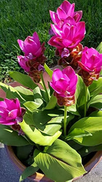 Heirloom Siam Tulip Flower seeds for Planting Compact Growth Heirloom & GMO Free Seeds for Home Garden