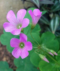 Green Purple Four Leaf Clover for Planting Cut Flower Favorite Heirloom & GMO Free Seeds for Home Garden
 
 Sale