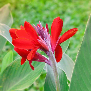 Canna Flower seeds for Planting - Perfect for Borders, Heirloom & GMO Free Seeds for Home Garden