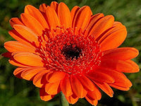 Orange Gerbera Jamesonii Flower seeds for Planting - Easy to Grow, Heirloom & GMO Free Seeds for Home Garden
