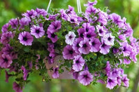 Pink Purple Hanging Petunia Seeds for Planting Heirloom NONGMO Flower Seeds for Beautiful Blooms Wildflower Mix 
 
 Sale