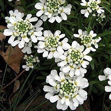 White Candytuf Flower seeds for Planting - Premium Quality, Heirloom & GMO Free Seeds for Home Garden
 
 Sale seeds for home garden