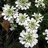 White Candytuf Flower seeds for Planting - Premium Quality, Heirloom & GMO Free Seeds for Home Garden
 
 Sale seeds for home garden