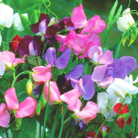 Odoratus Flower seeds for Planting - Drought Tolerant, Heirloom & GMO Free Seeds for Home Garden