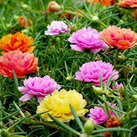 Mixed Portulaca Seeds – Easy Bonsai & Balcony Garden Flower