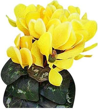 Light Yellow Cyclamen Flower seeds for Planting - Cut Flower Favorite, Heirloom & GMO Free Seeds for Home Garden
 
 Sale for planting in home garden.