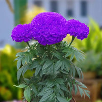 Purple Marigold Flower seeds for Planting Cottage Garden Essential Heirloom & GMO Free Seeds for Home Garden