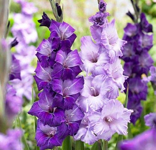 Blue White Gladiolus Flower Seeds for Planting Seasonal Bloomer Heirloom & GMO Free Seeds for Home Garden
 
 Sale