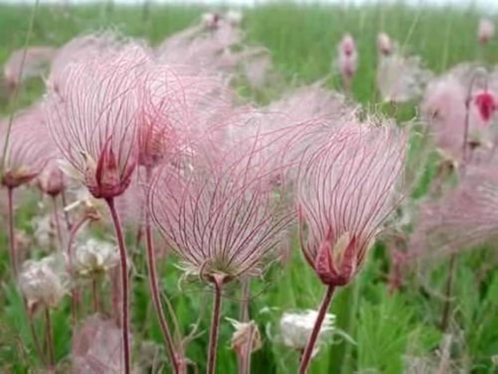 Triflorum Flower seeds for Planting - Long Bloom Season, Heirloom & GMO Free Seeds for Home Garden