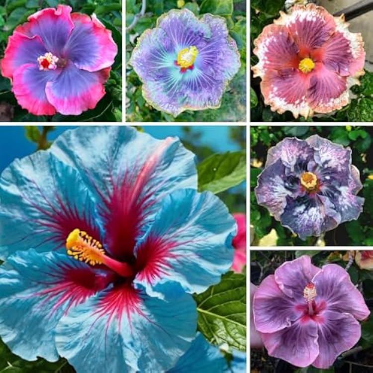 Hibiscus Flower Seed Flower seeds for Planting Easy to Grow Heirloom & GMO Free Seeds for Home Garden