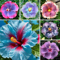 Hibiscus Flower Seed Flower seeds for Planting Easy to Grow Heirloom & GMO Free Seeds for Home Garden