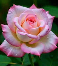Pink White Rose Flower seeds for Planting Premium Quality Heirloom & GMO Free Seeds for Home Garden