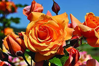 Clay Orange Rose Flower Seeds for Planting Perfect for Borders Heirloom & GMO Free Seeds for Home Garden
 
 Sale