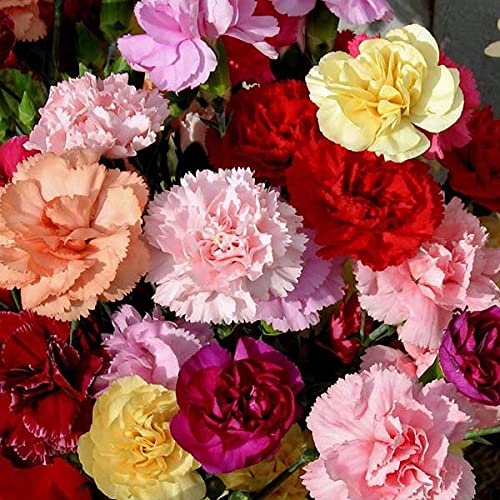 Carnation Flower Seed Flower seeds for Planting Colorful Display Heirloom & GMO Free Seeds for Home Garden
