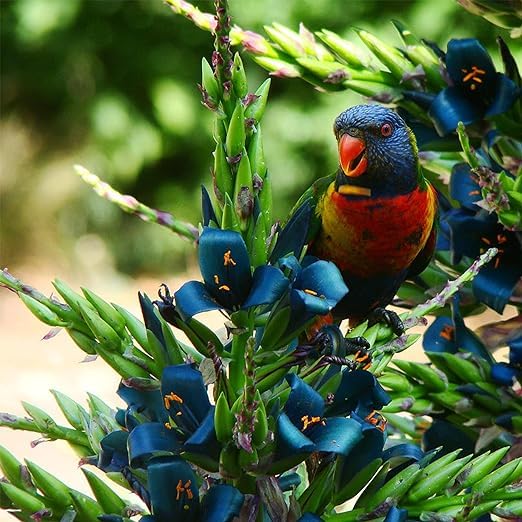Sky Blue Puya Santosii Flower Seeds for Planting Pollinator Friendly Heirloom & GMO Free Seeds for Home Garden
 
 Sale