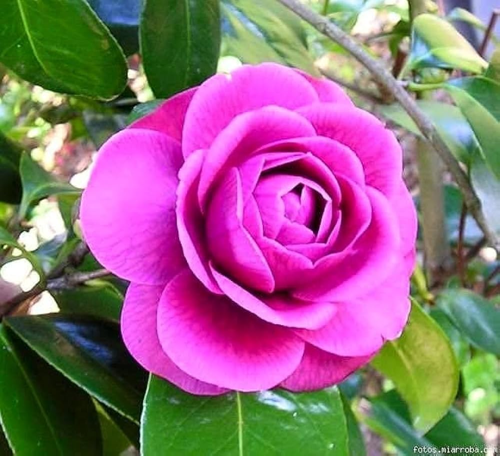 Violet Camellia Flower seeds for Planting Cut Flower Favorite Heirloom & GMO Free Seeds for Home Garden