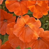 Petunia Papa Zuckerpelletierte Petunia Samen