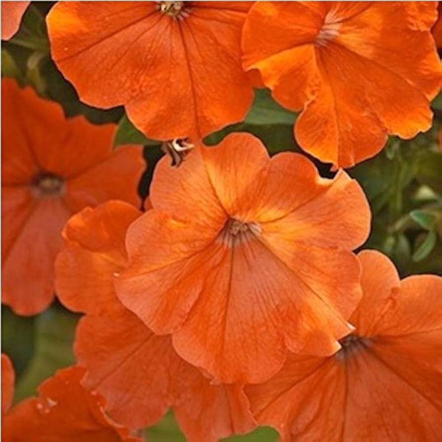 Orange Petunia Flower seeds for Planting Low Maintenance Heirloom & GMO Free Seeds for Home Garden