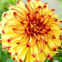 Dahlia Dahlia pinnata Flower Seeds for Planting in Flower Bed and Garden