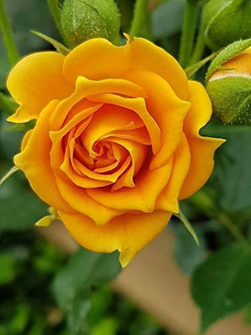 Yellow Rose Seeds for Planting - Beautiful Garden Blooms