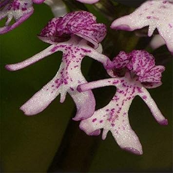 Purple Naked Man Orchid Flower seeds for Planting - Perfect for Borders, Heirloom & GMO Free Seeds for Home Garden
 
 Sale seeds for home garden
