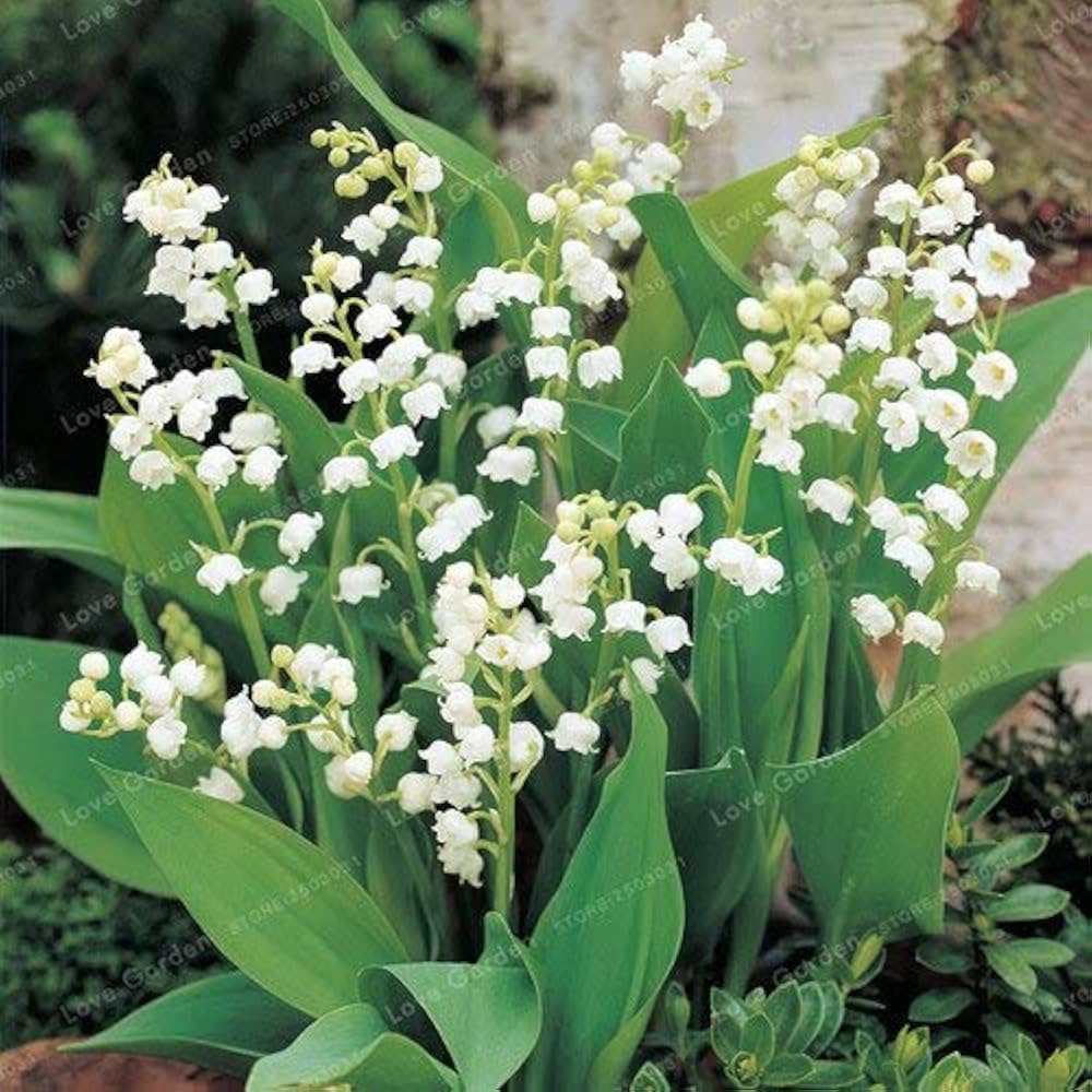Bell Orchid Flower seeds for Planting - Perfect for Borders, Heirloom & GMO Free Seeds for Home Garden