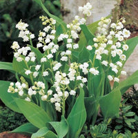Bell Orchid Flower seeds for Planting - Perfect for Borders, Heirloom & GMO Free Seeds for Home Garden