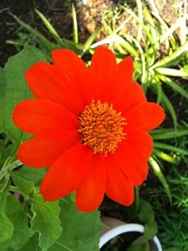 Red Tithonia Rotundifolia Flower seeds for Planting - Premium Quality, Heirloom & GMO Free Seeds for Home Garden
 
 Sale seeds for planting in home garden
