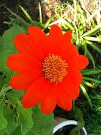 Red Tithonia Rotundifolia Flower seeds for Planting - Premium Quality, Heirloom & GMO Free Seeds for Home Garden
 
 Sale seeds for planting in home garden