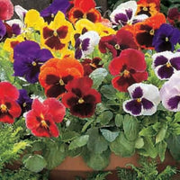 Mixed Colors Pansy Flower seeds for Planting - Sun Loving, Heirloom & GMO Free Seeds for Home Garden