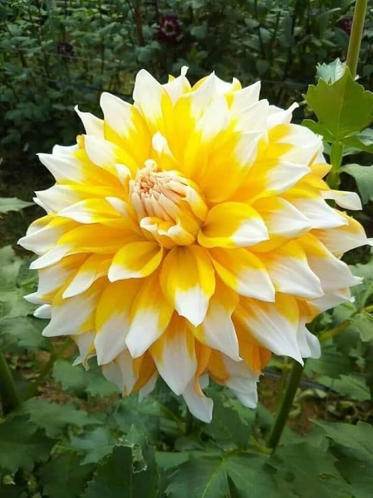 White & Yellow Dahlia Flower Seeds – Shade Tolerant Heirloom & NonGMO Seeds for Home Garden
 
 Sale