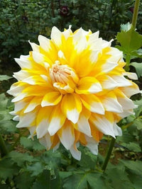 White & Yellow Dahlia Flower Seeds – Shade Tolerant Heirloom & NonGMO Seeds for Home Garden
 
 Sale